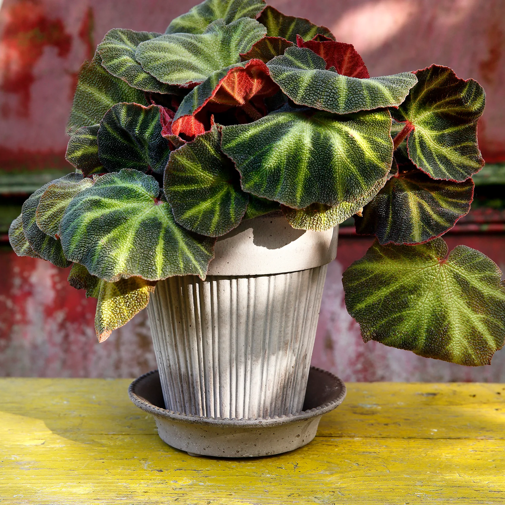 新品！BERGS POTTERバーグスポッター Simona シモナ 植木鉢18 Bergs Potter | バーグスポッター からのSimona 植木鉢 18 cm