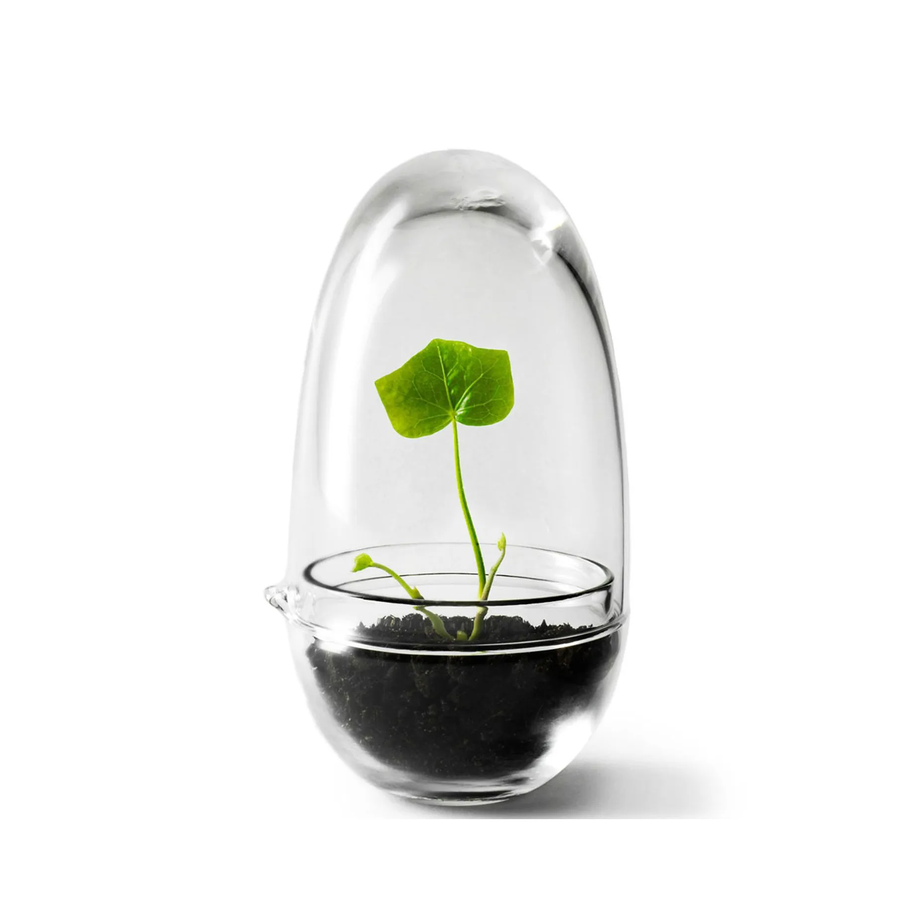 Design House Stockholm Serre Grow Small ø8 cm