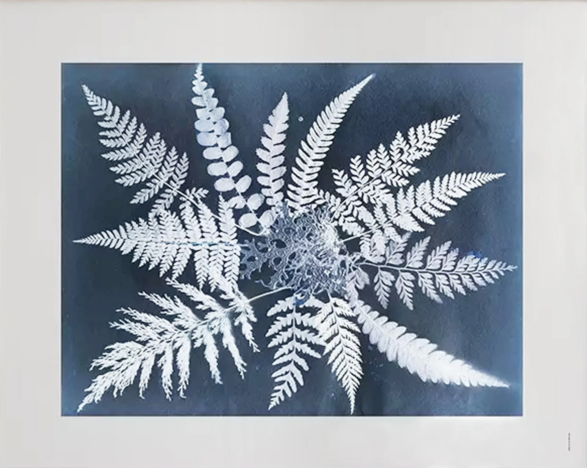 Fine Little Day "Fern star" plakat 40x50 cm