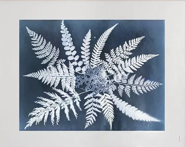 Fern star poster, 40x50 cm