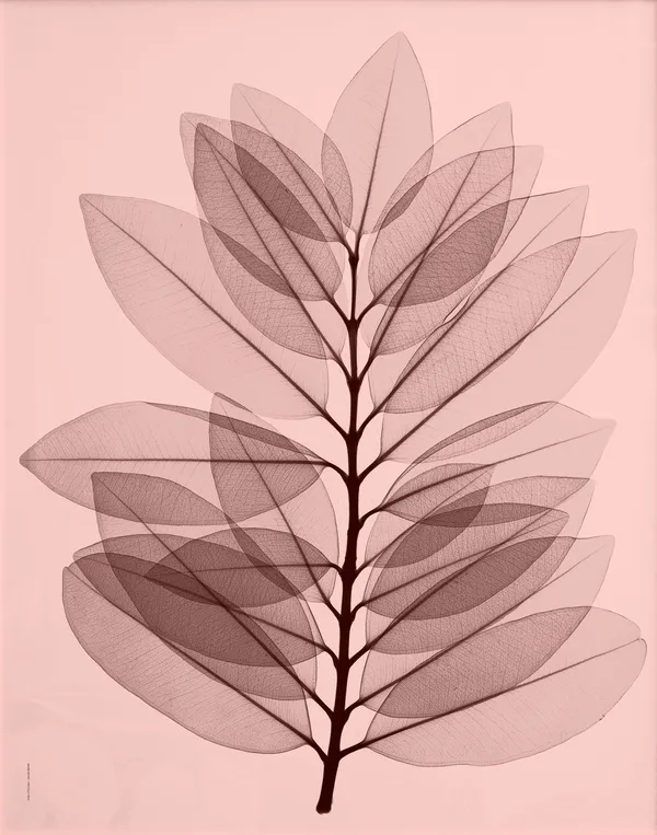 Metrosideros excelsea poster, 40x50 cm