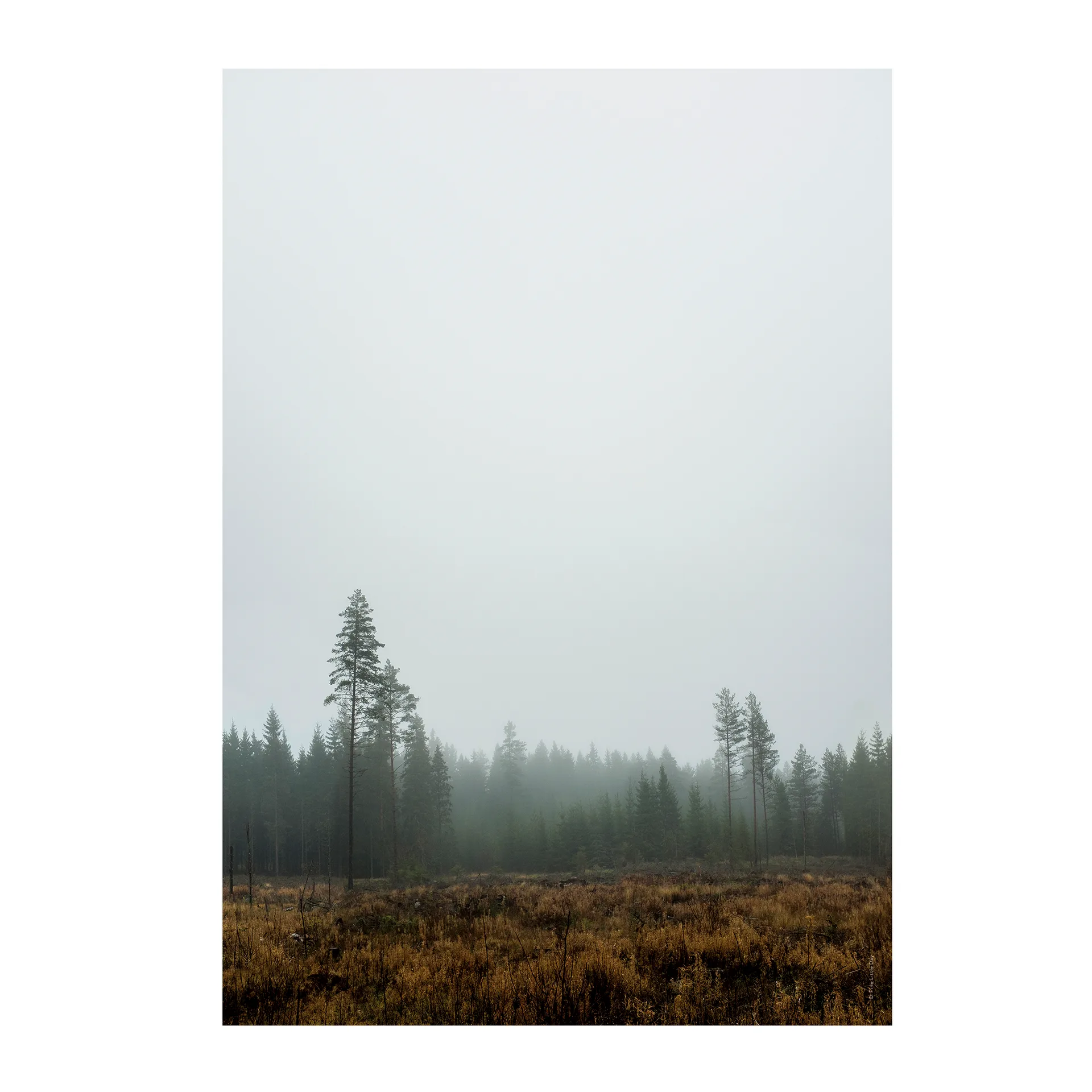 Fine Little Day Poster Skog cm