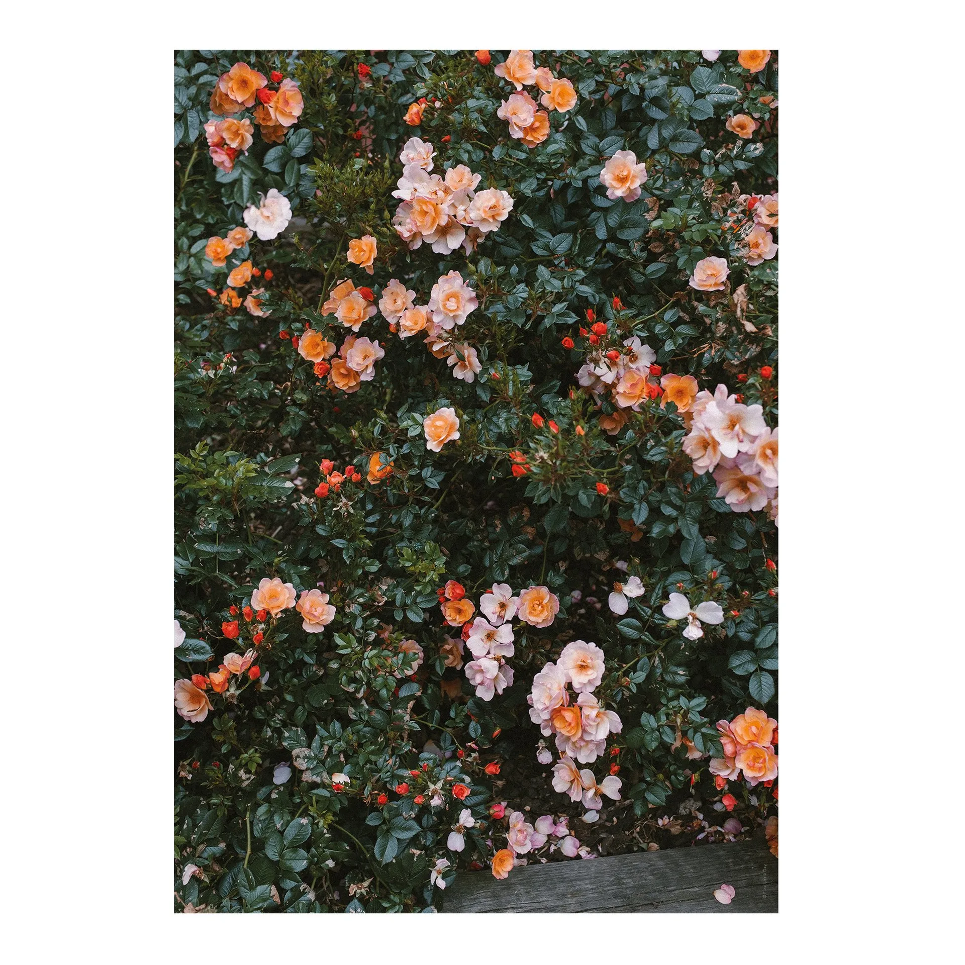 Fine Little Day Rose plakat 70x100 cm