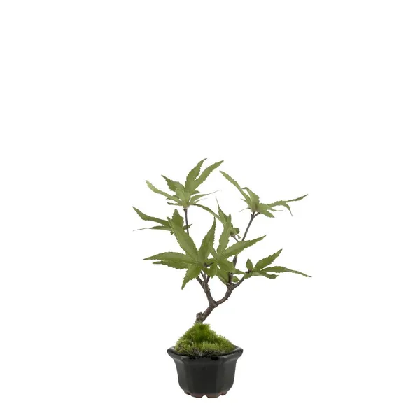 Flora maple, 16 cm