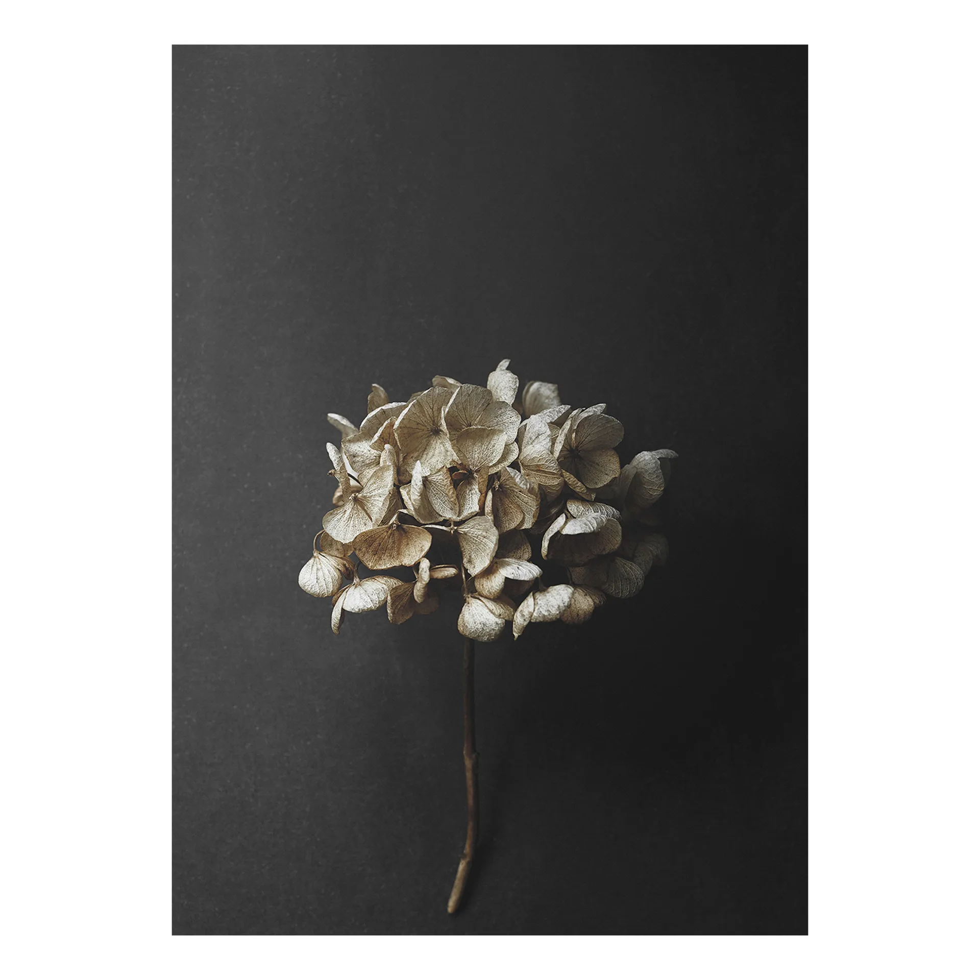 Paper Collective Still Life 04 Hydrangea poster cm — vue 3